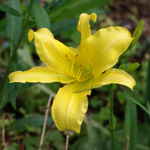 Hemerocallis The Jury's Out